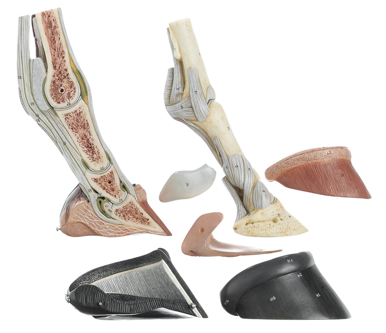 SOMSO 7-Part Horse Hoof with Ligaments, Vessels, and Nerves Anatomy Model