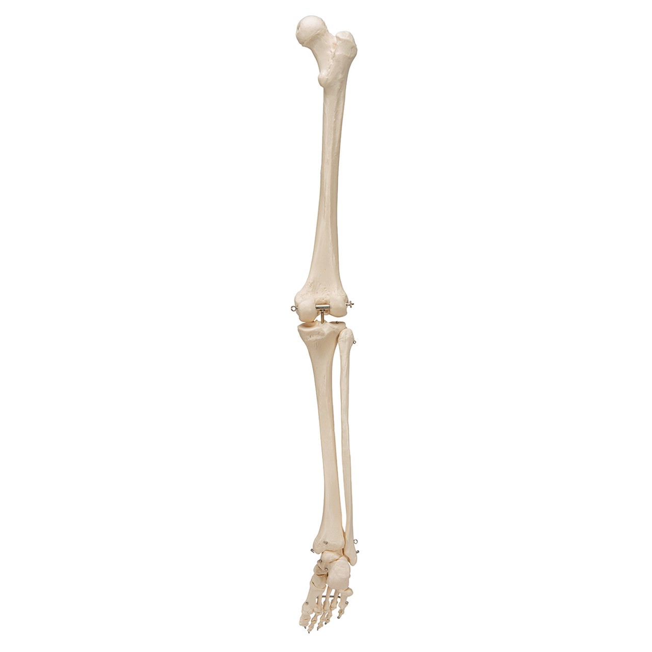 Leg Skeleton Anatomy Model with Foot