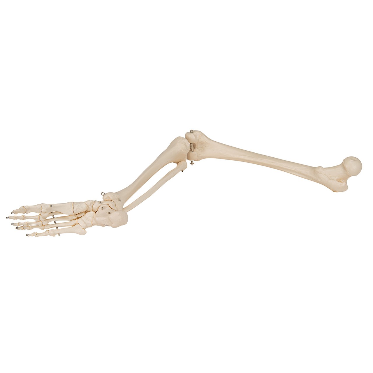 Leg Skeleton Anatomy Model with Foot