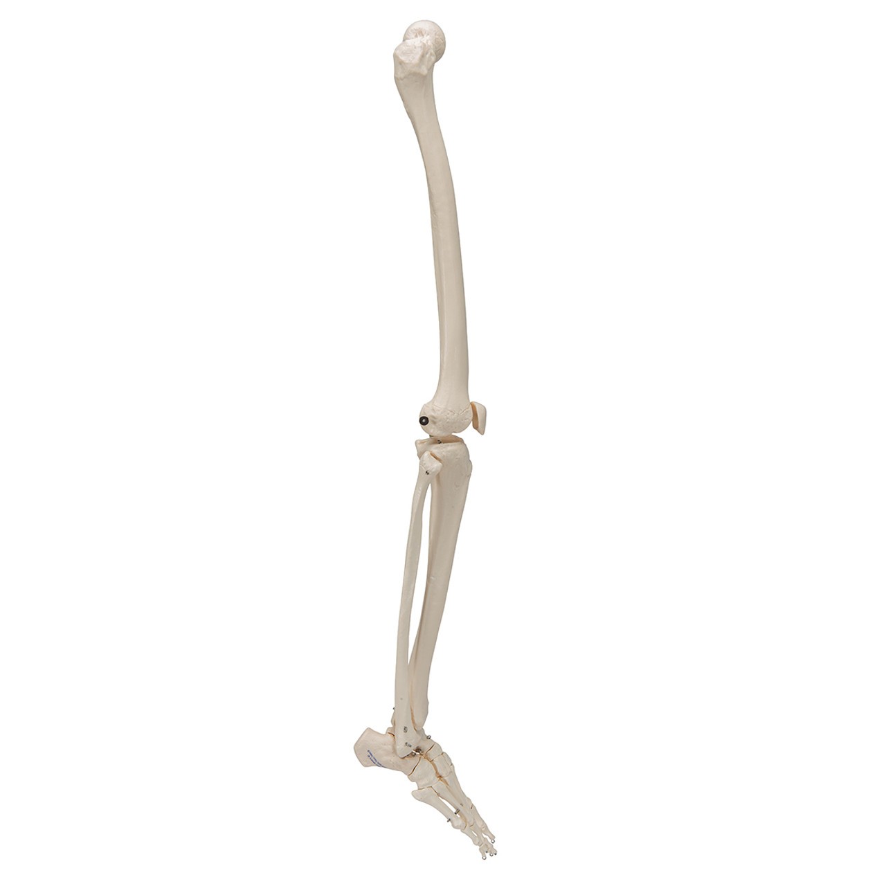 Leg Skeleton Anatomy Model with Foot