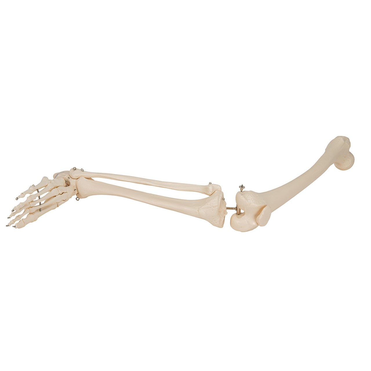 Leg Skeleton Anatomy Model with Foot