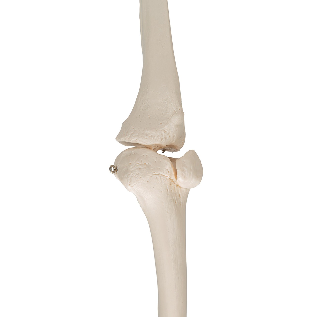 Leg Skeleton Anatomy Model with Foot