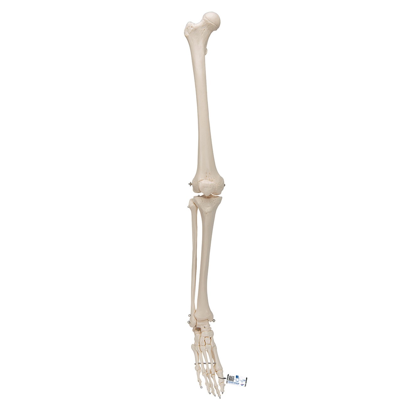 Leg Skeleton Anatomy Model with Foot
