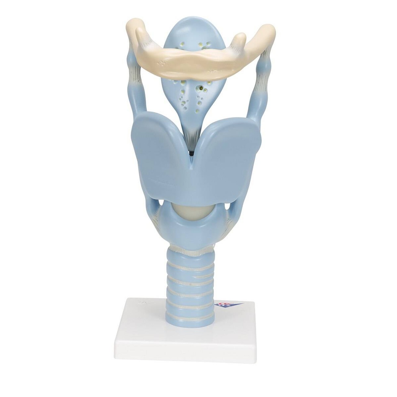 3x Life Size Functional Human Larynx Anatomy Model