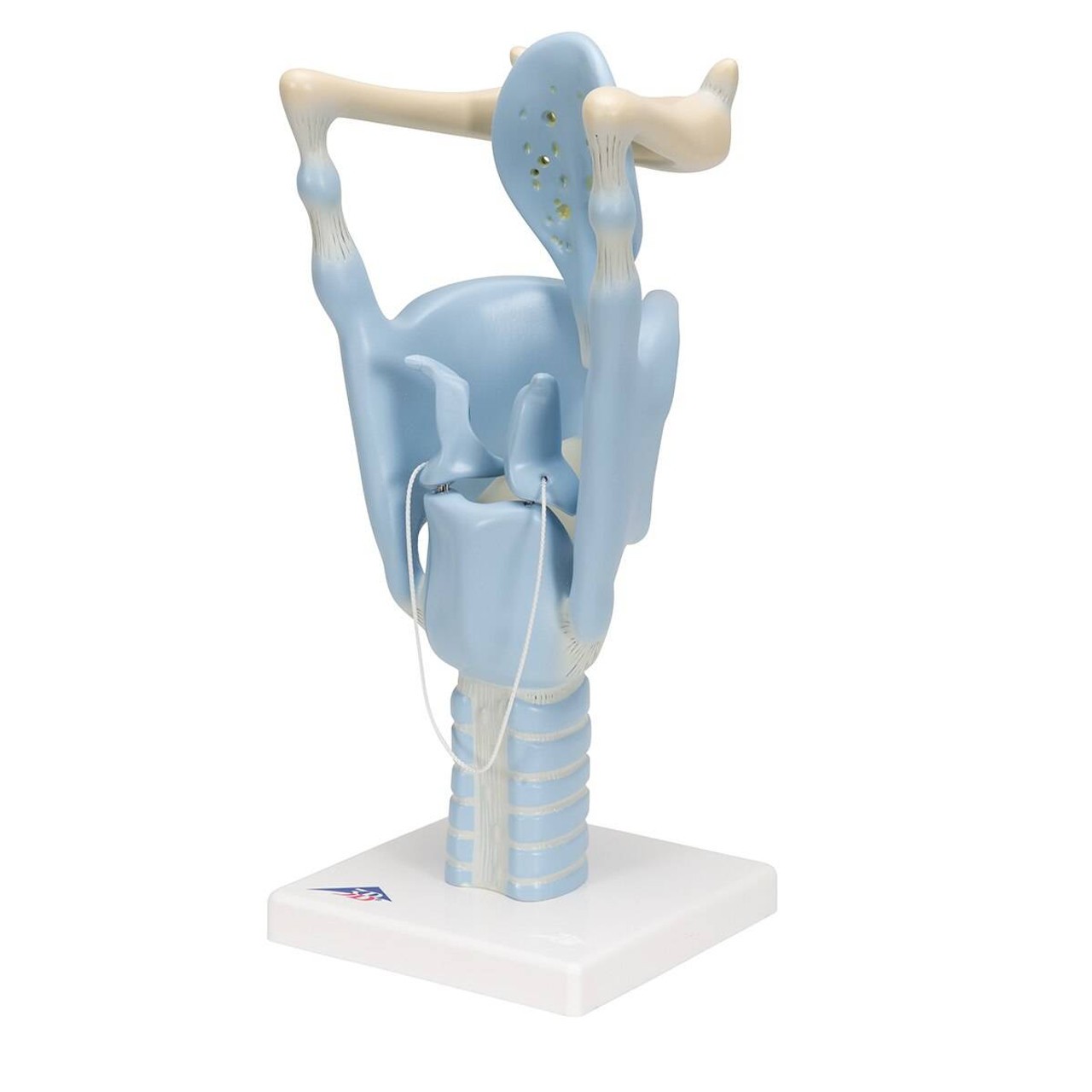 3x Life Size Functional Human Larynx Anatomy Model