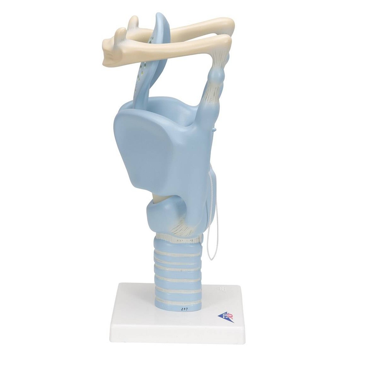 3x Life Size Functional Human Larynx Anatomy Model