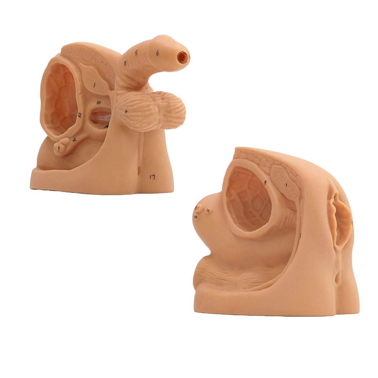 Anatomy Lab Male and Female Genital Organ and Catheterization Model Set