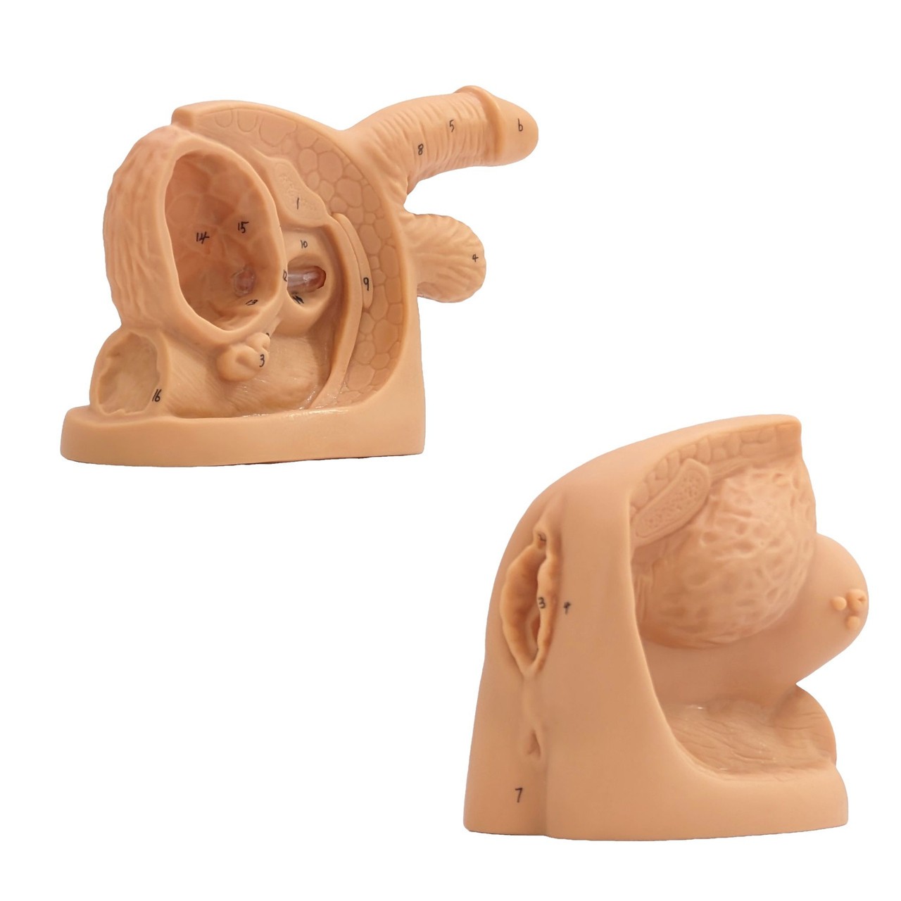 Anatomy Lab Male and Female Genital Organ and Catheterization Model Set