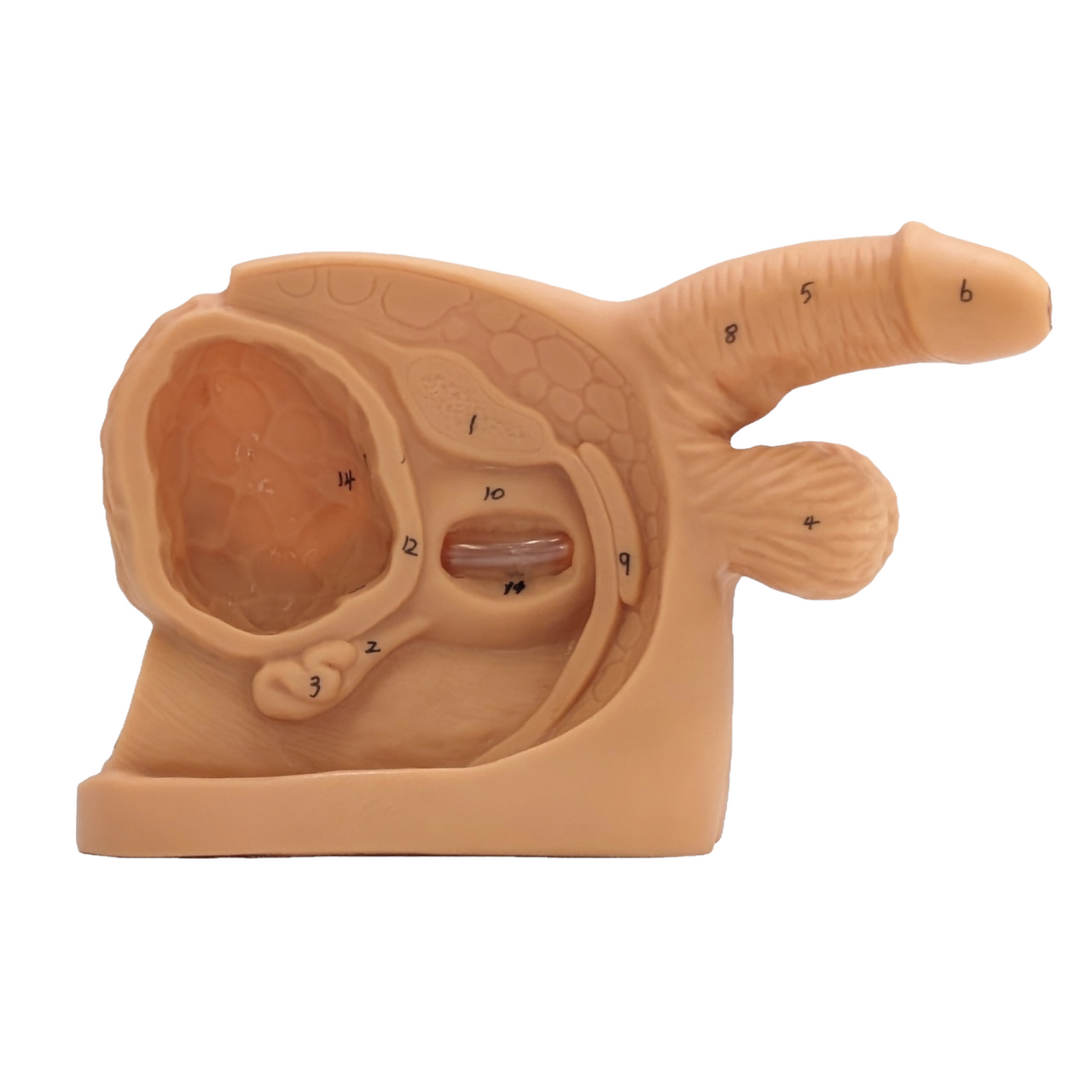 Anatomy Lab Male and Female Genital Organ and Catheterization Model Set