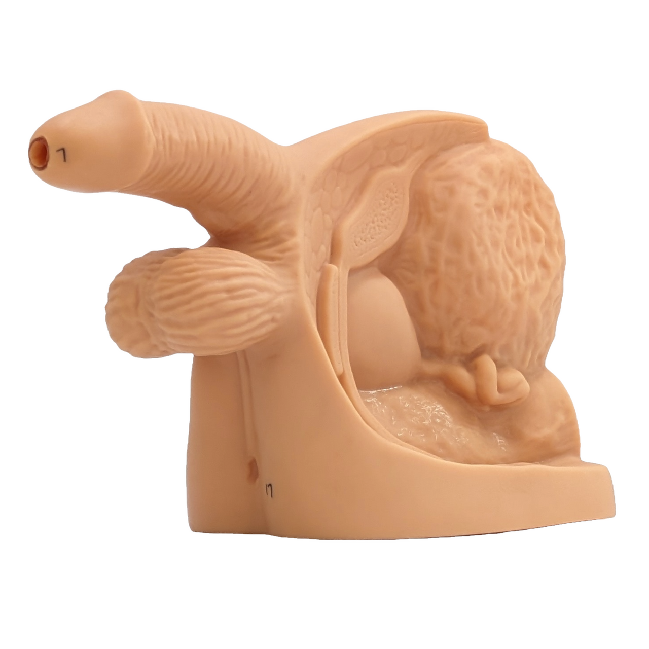 Anatomy Lab Male and Female Genital Organ and Catheterization Model Set
