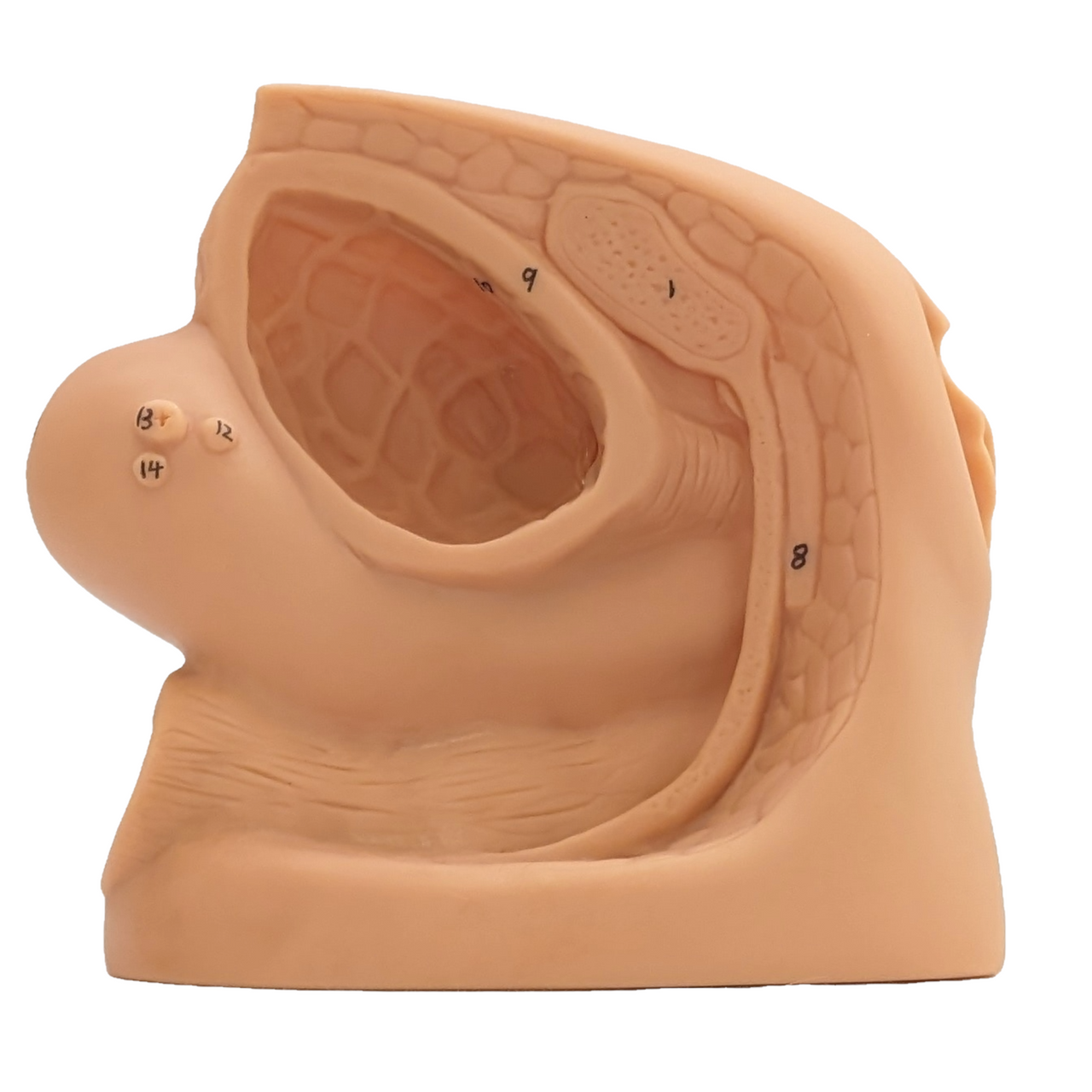 Anatomy Lab Male and Female Genital Organ and Catheterization Model Set