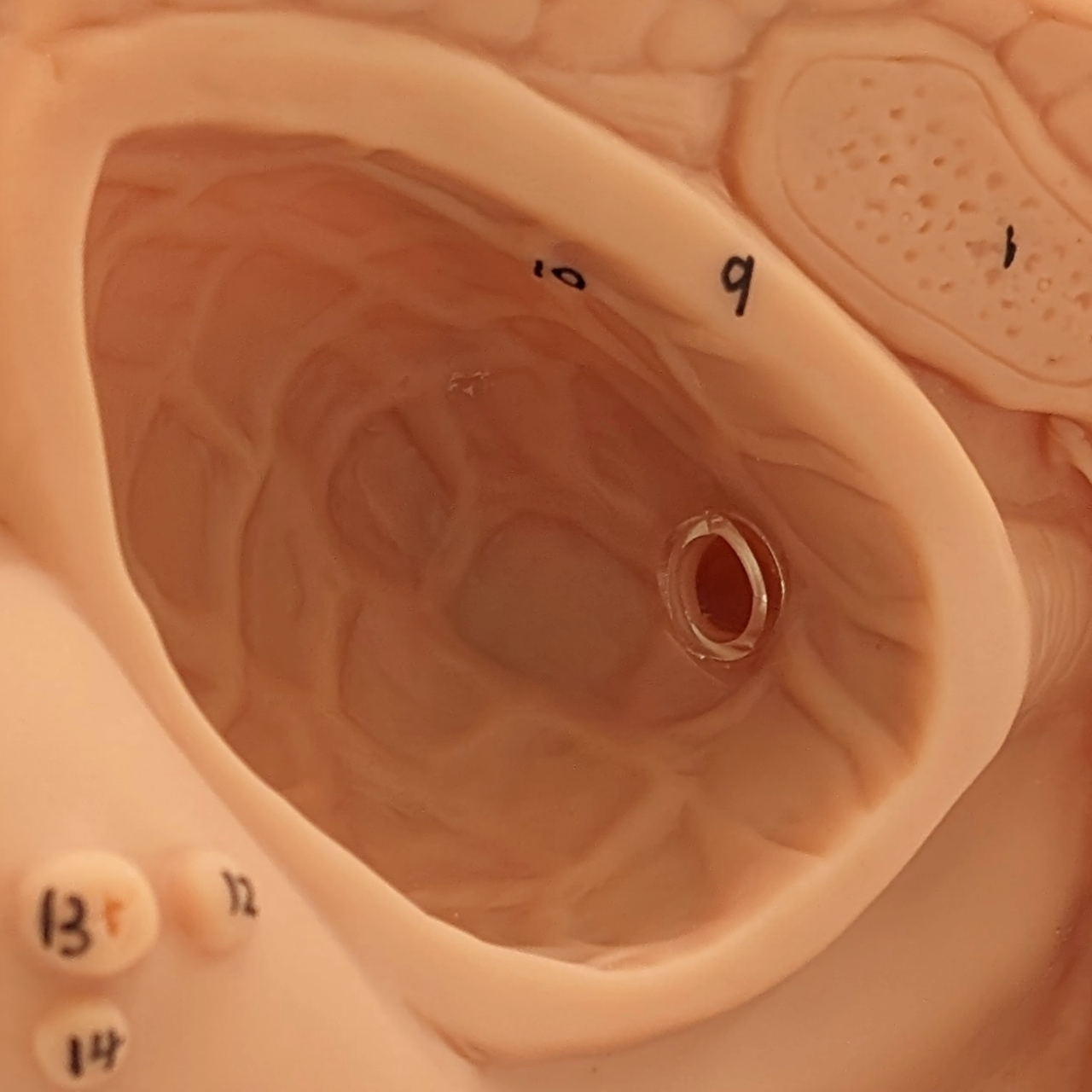 Anatomy Lab Male and Female Genital Organ and Catheterization Model Set