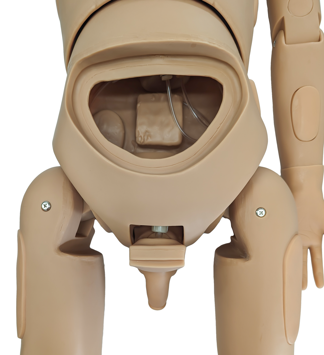 open abdomen of the Anatomy Lab Basic Nursing Dual Sex Manikin