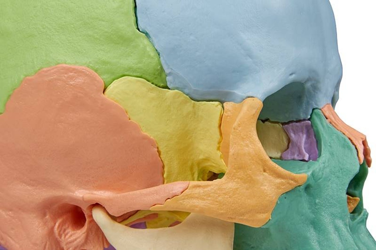 22 Part Didactical Osteopathic Skull Model