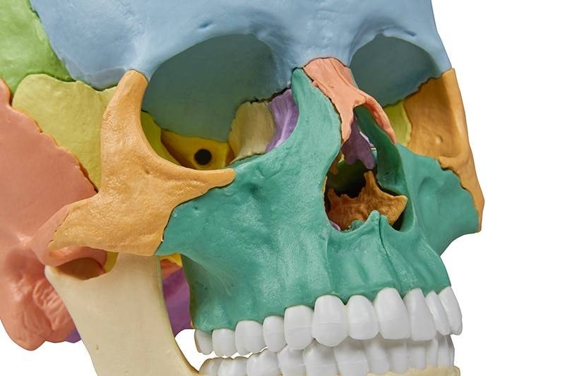 Erler-Zimmer 22 Part Didactical Osteopathic Skull Model | Anatomy