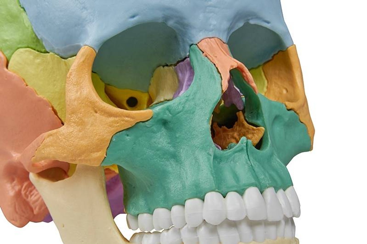 22 Part Didactical Osteopathic Skull Model