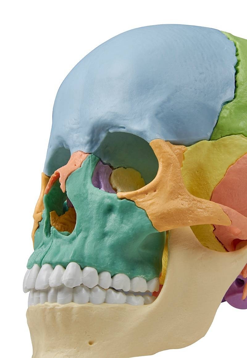 Erler-Zimmer 22 Part Didactical Osteopathic Skull Model | Anatomy
