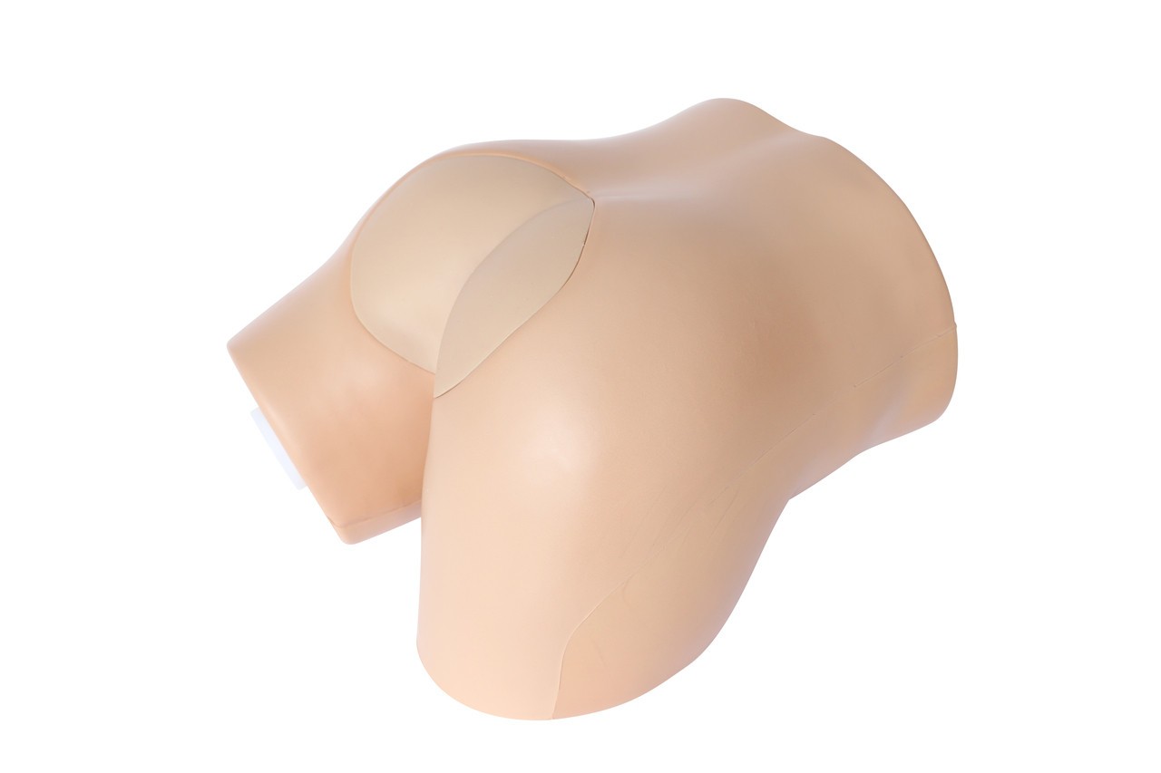 Anatomy Lab Rectal Digital Examination Trainer