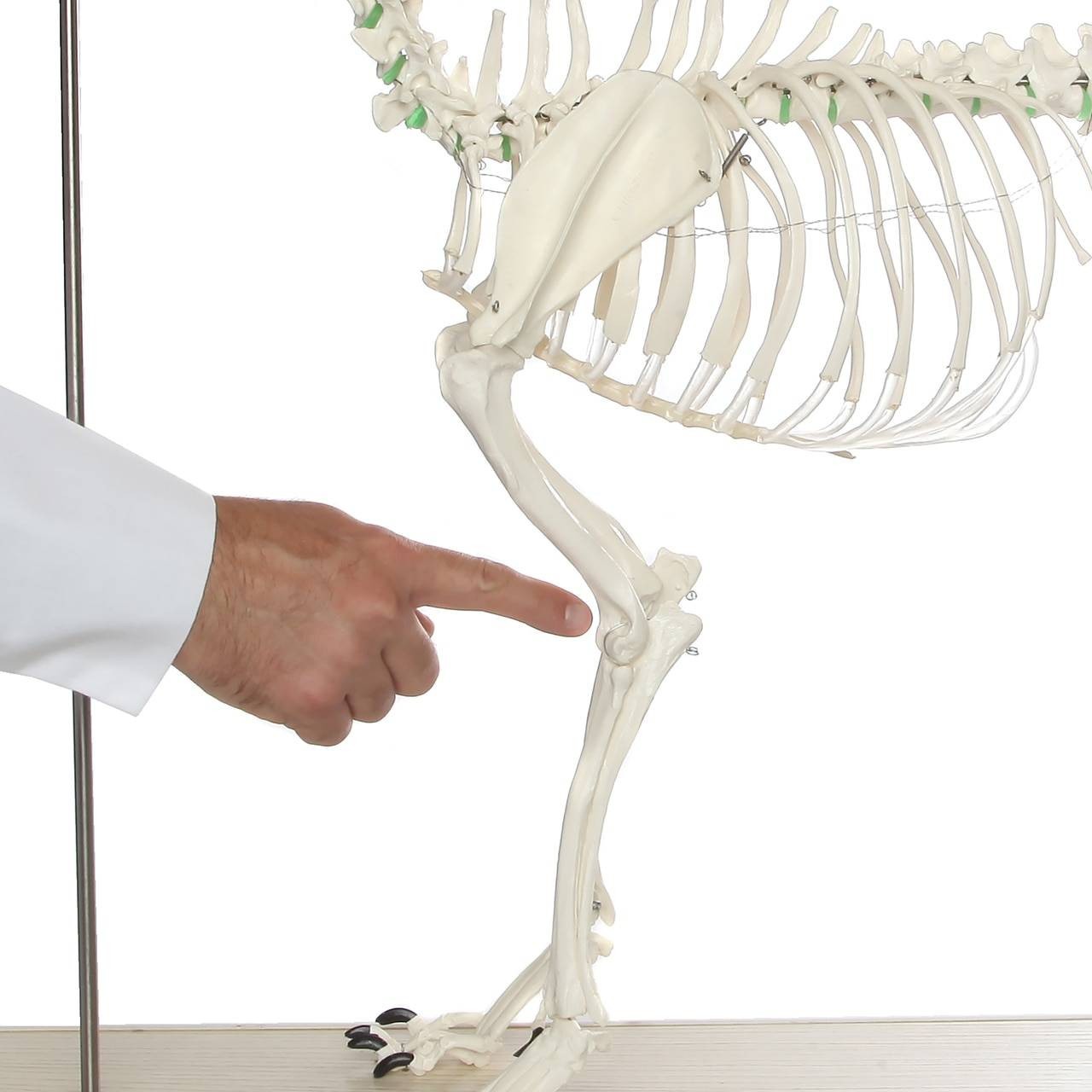 Axis Scientific Large Canine - Flexible Articulation on Base