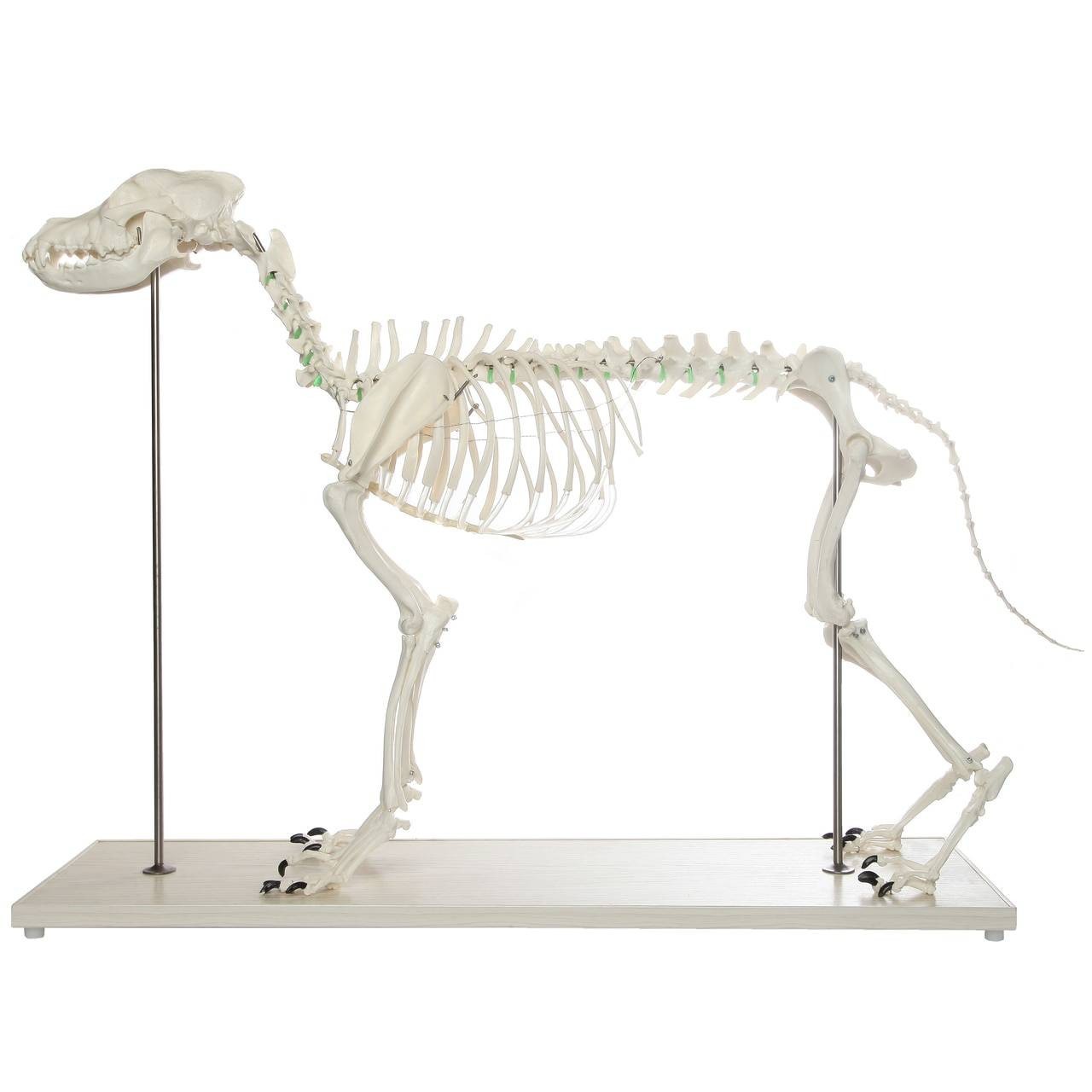Axis Scientific Large Canine - Flexible Articulation on Base