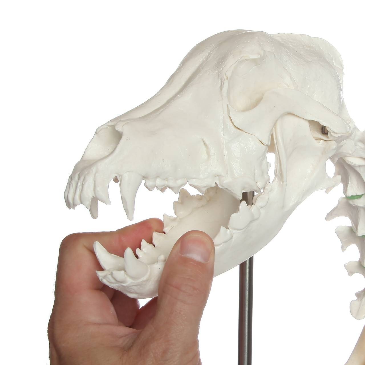 Axis Scientific Large Canine - Flexible Articulation on Base