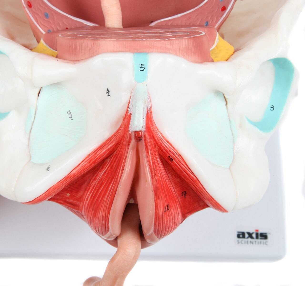 Axis Scientific 3-Stage Childbirth Process, Set of 3 Models