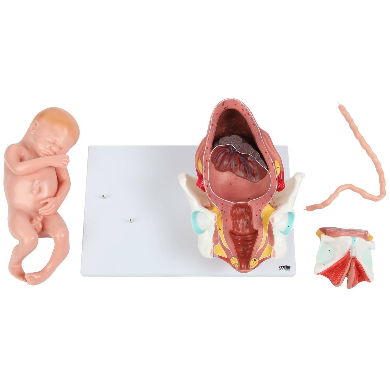 Axis Scientific 3-Stage Childbirth Process, Set of 3 Models