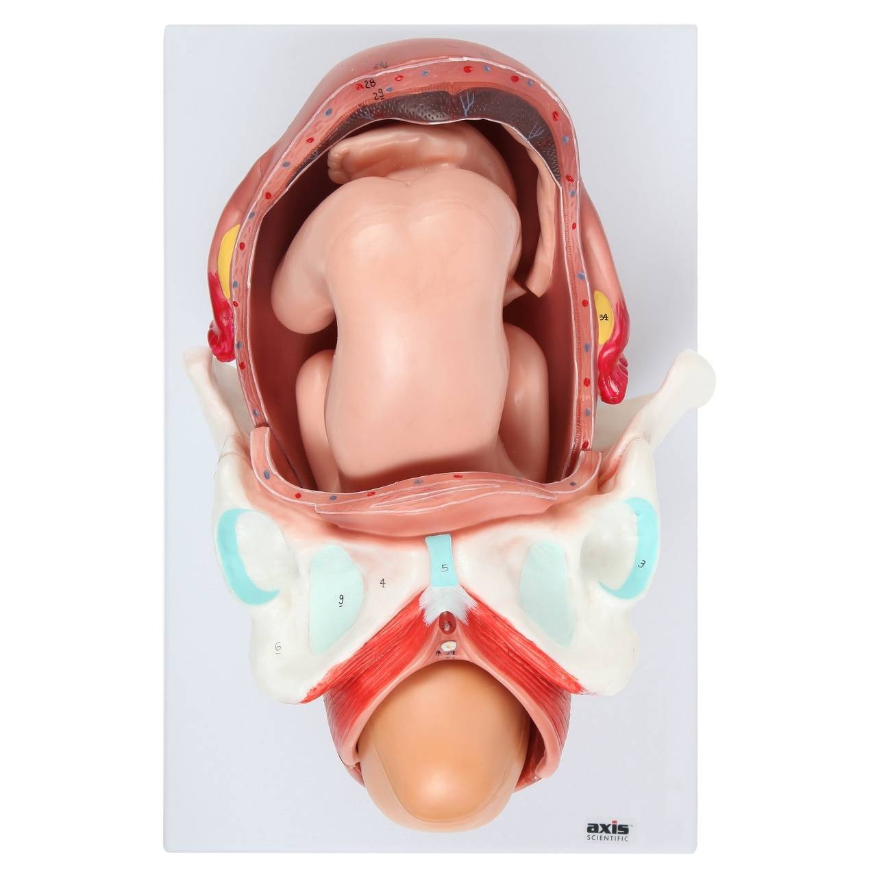 Axis Scientific 3-Stage Childbirth Process, Set of 3 Models