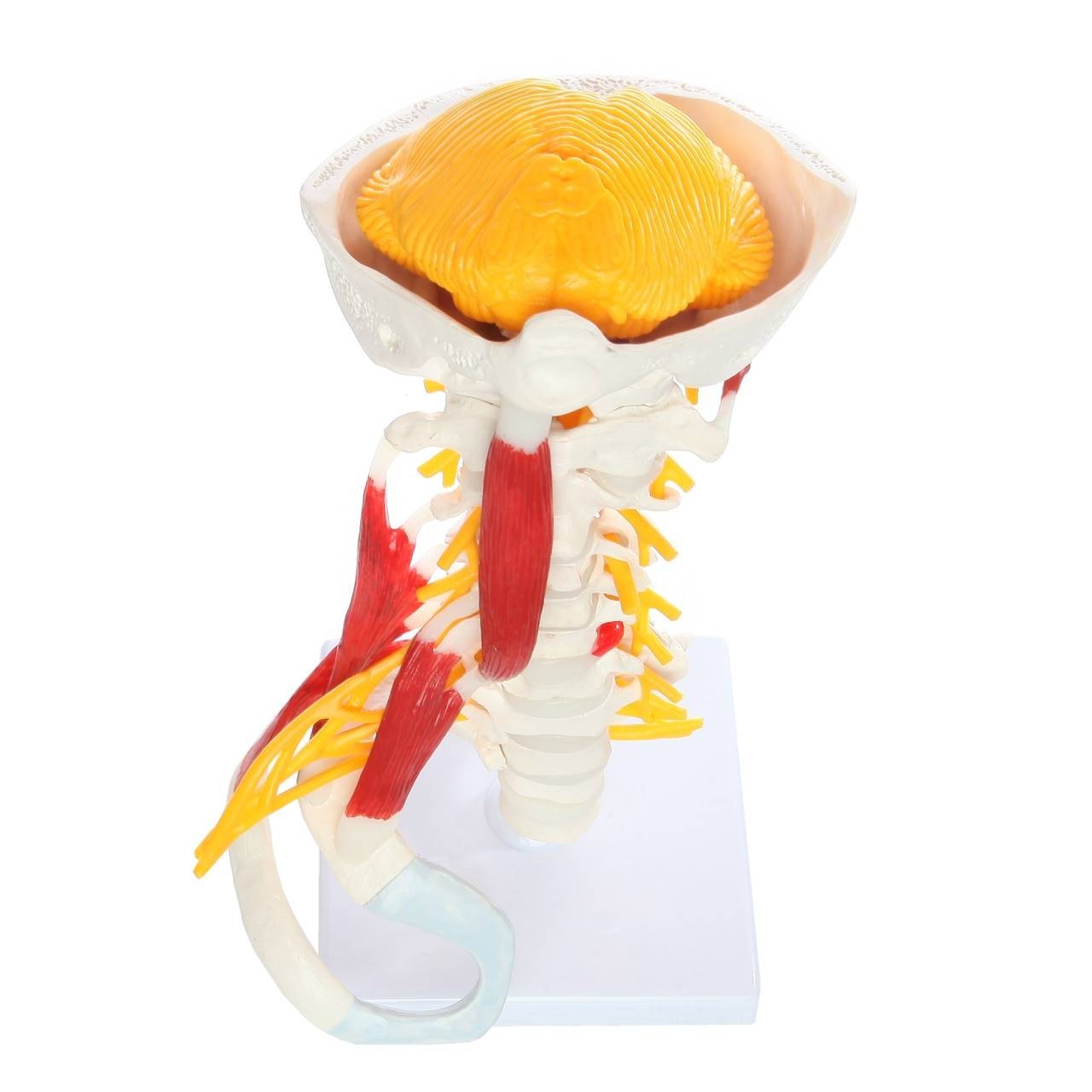 Axis Scientific Cervical Spine with Occipital Bone, Nerves, and Muscles Anatomy Model