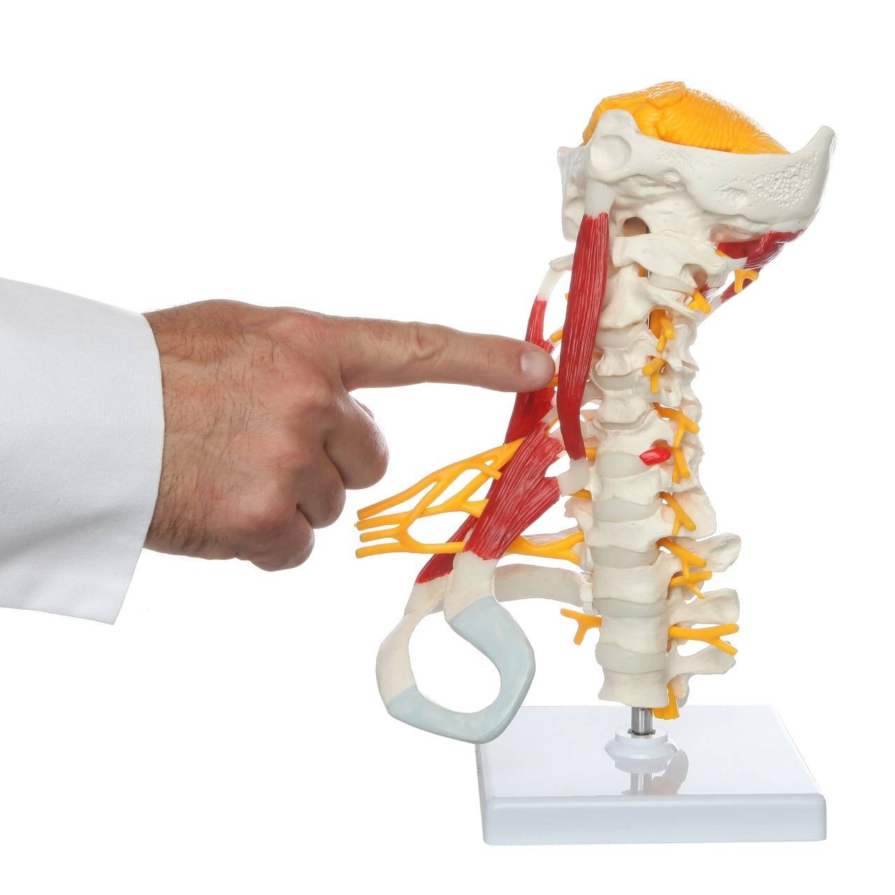 Axis Scientific Cervical Spine with Occipital Bone, Nerves, and Muscles Anatomy Model