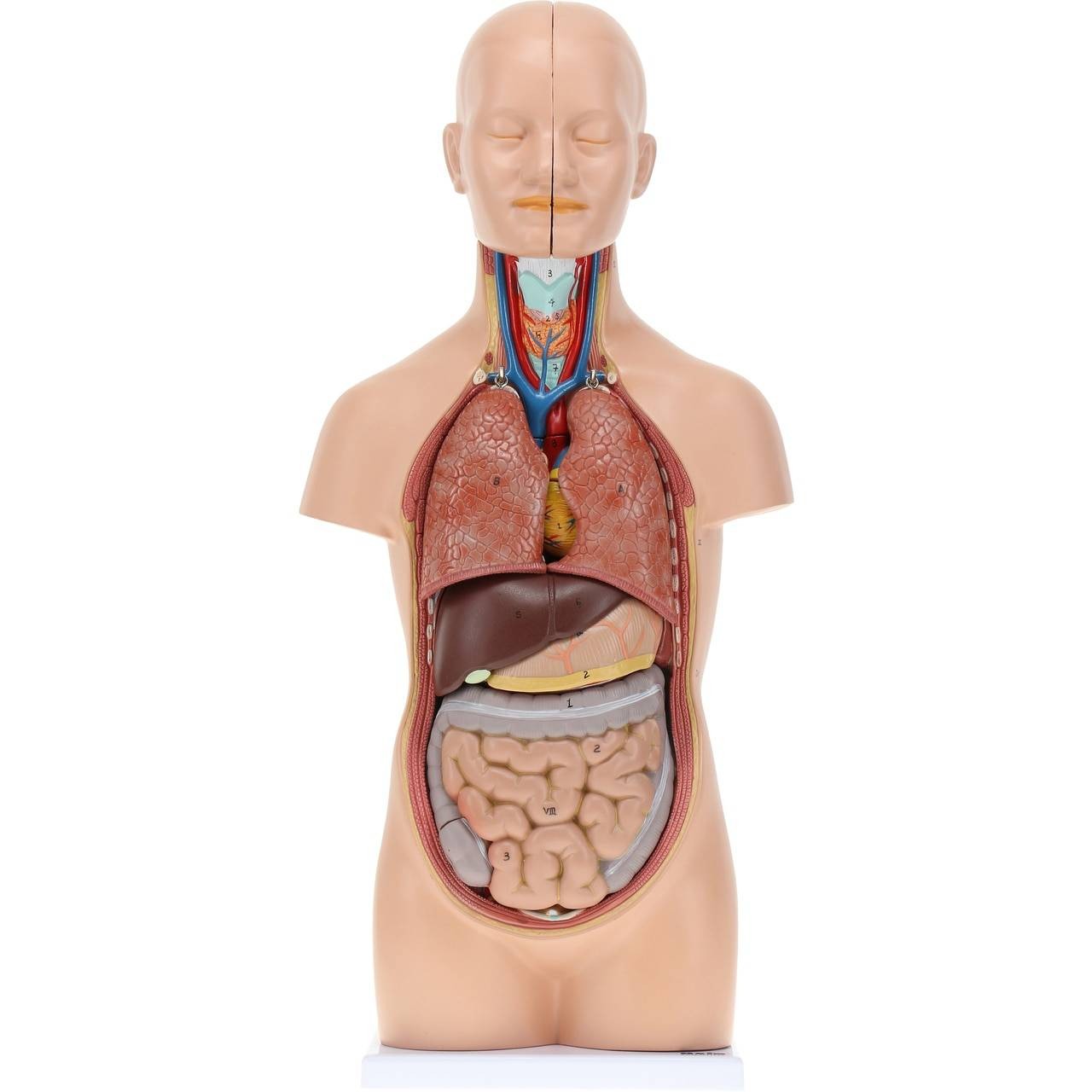 Axis Scientific 12-Part Unisex Mini Torso | Anatomy Warehouse