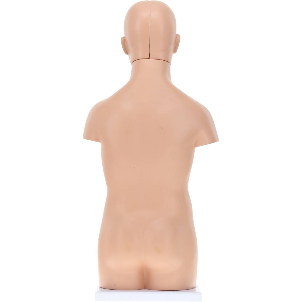 Axis Scientific 12-Part Unisex Mini Torso