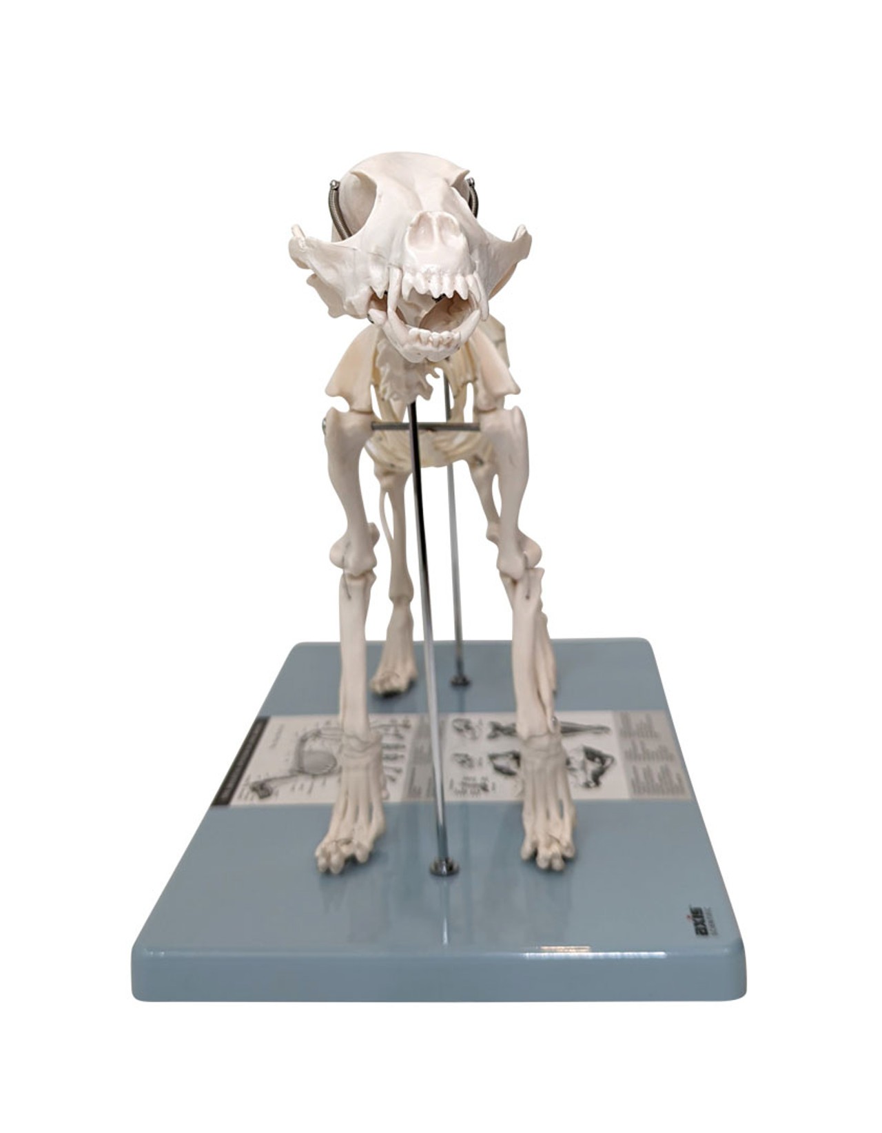 Anatomy Lab Canine Skeleton - Fixed Articulation on Base