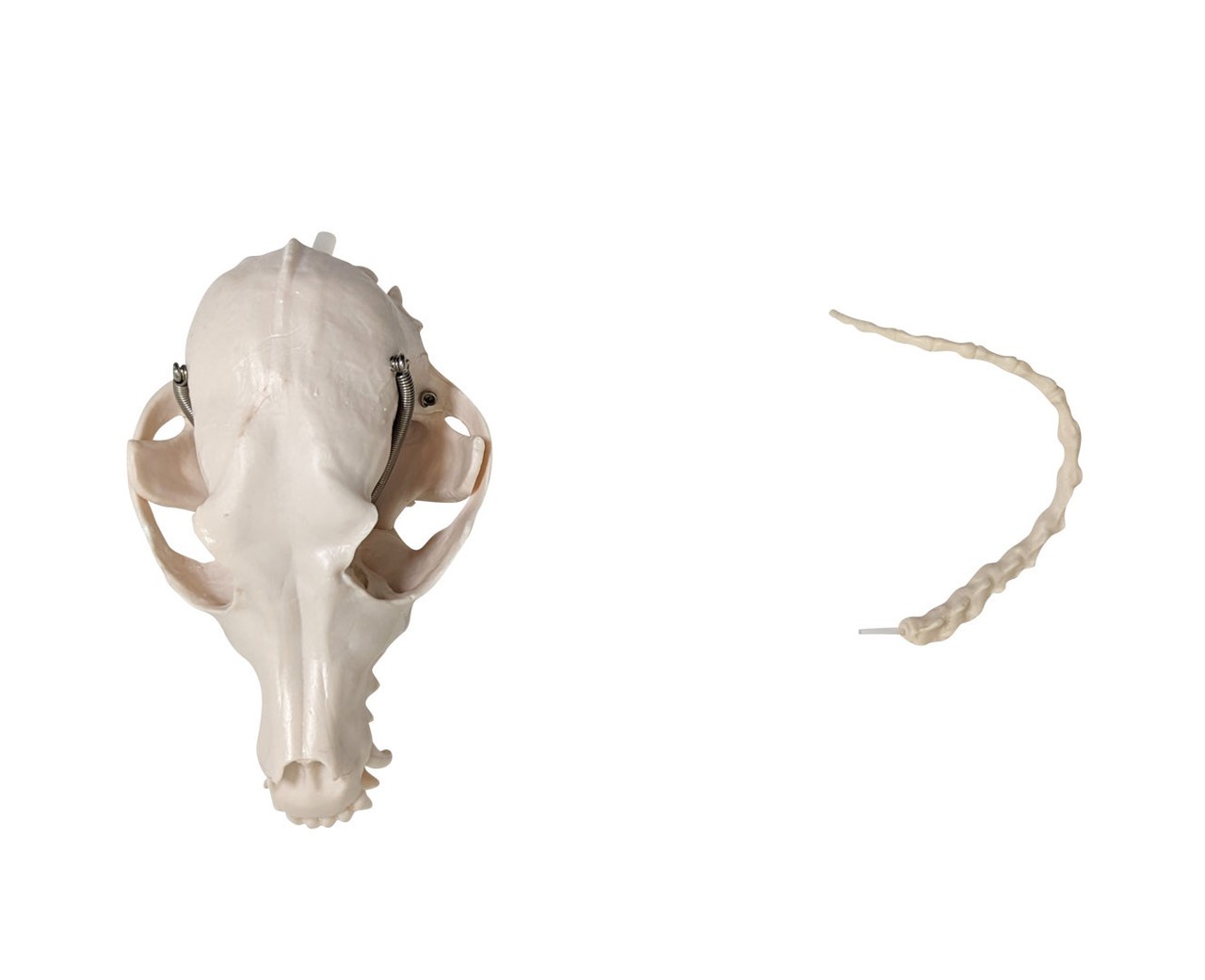 Anatomy Lab Canine Skeleton - Fixed Articulation on Base