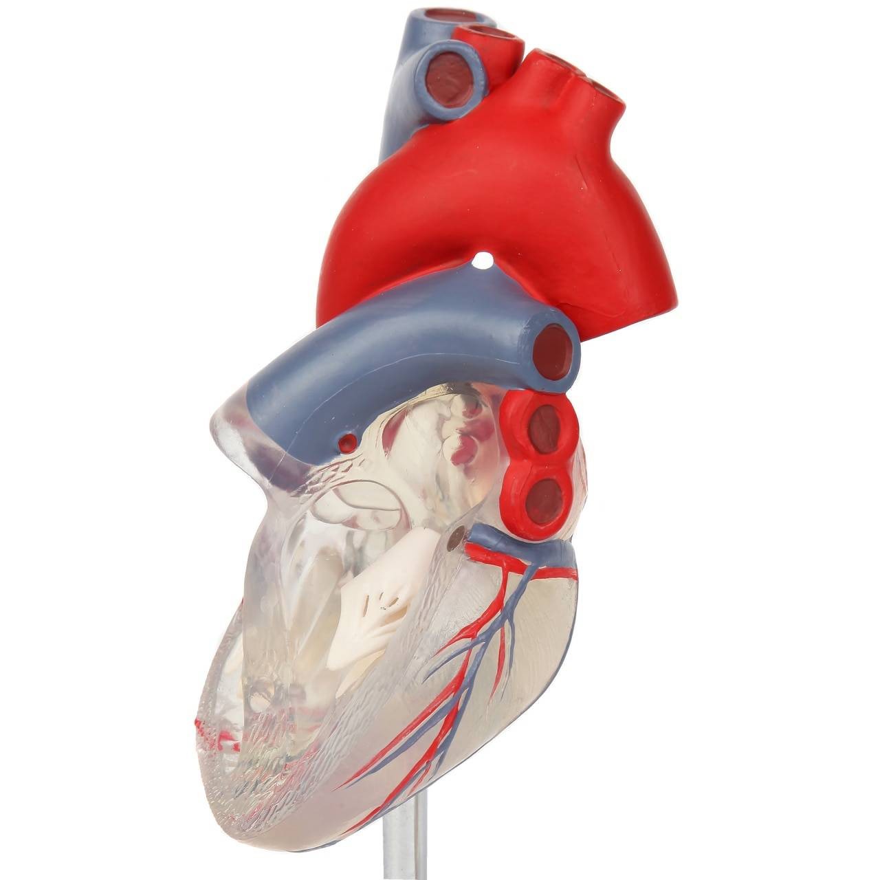 Axis Scientific Deluxe Life-Size 2-Part Transparent Human Heart Anatomy Model Close Up of the Heart without the Heart Wall Attached