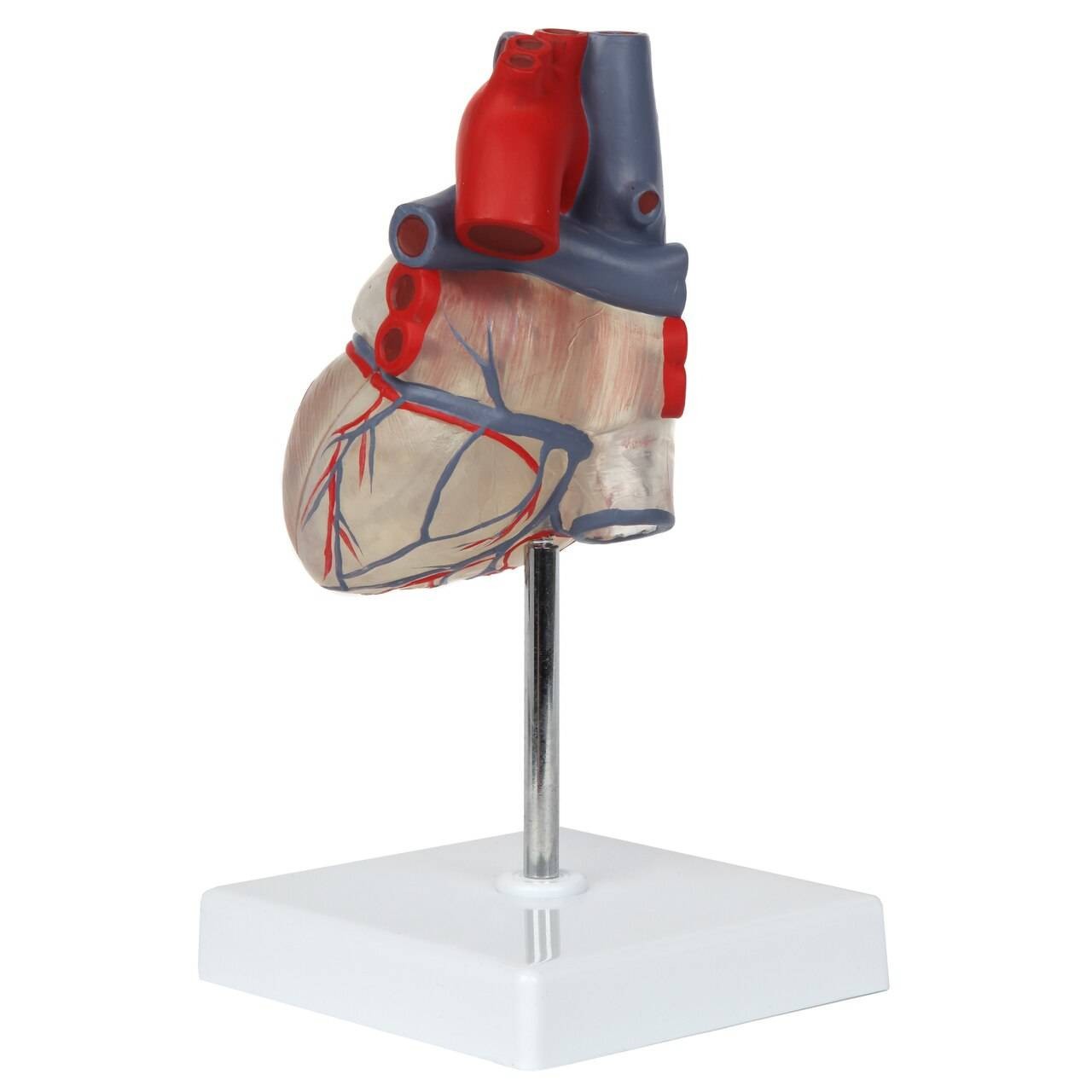 Axis Scientific Deluxe Life-Size 2-Part Transparent Human