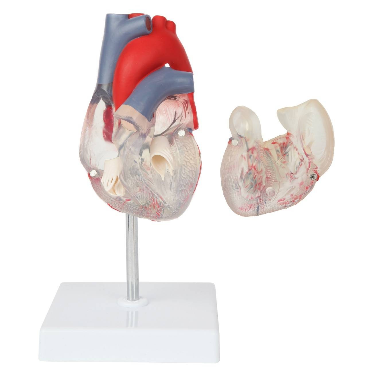 Axis Scientific Deluxe Life-Size 2-Part Transparent Human Heart Anatomy Model Front View with Front Heart Wall Removed to Expose the Chambers and Valves within.