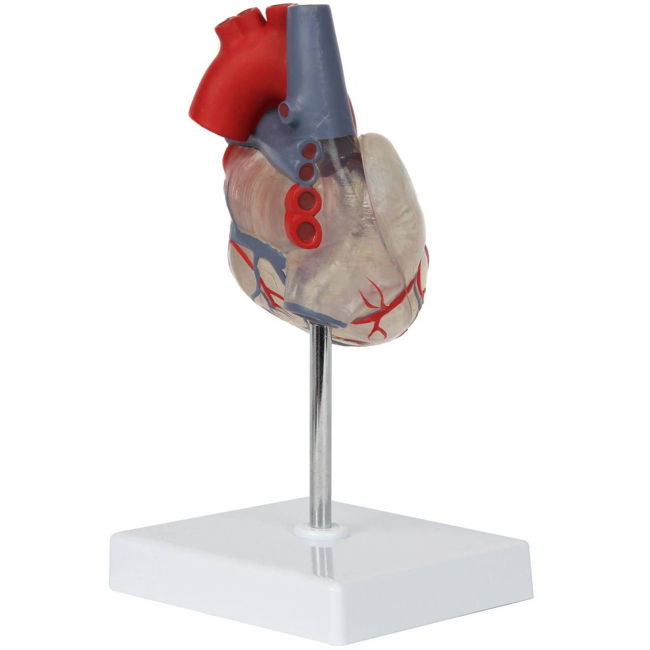 Axis Scientific Deluxe Life-Size 2-Part Transparent Human