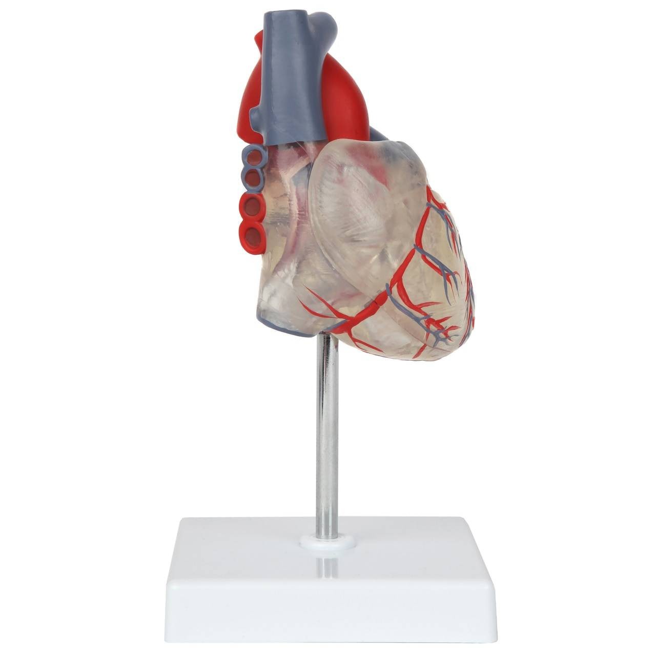 Axis Scientific Deluxe Life-Size 2-Part Transparent Human