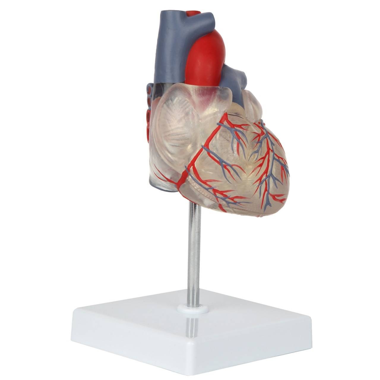 Axis Scientific Deluxe Life-Size 2-Part Transparent Human Heart Anatomy Model Back Right Side View