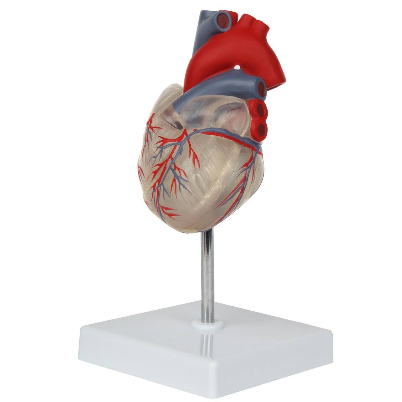 Axis Scientific Deluxe Life-Size 2-Part Transparent Human Heart Anatomy Model Front Left Side View