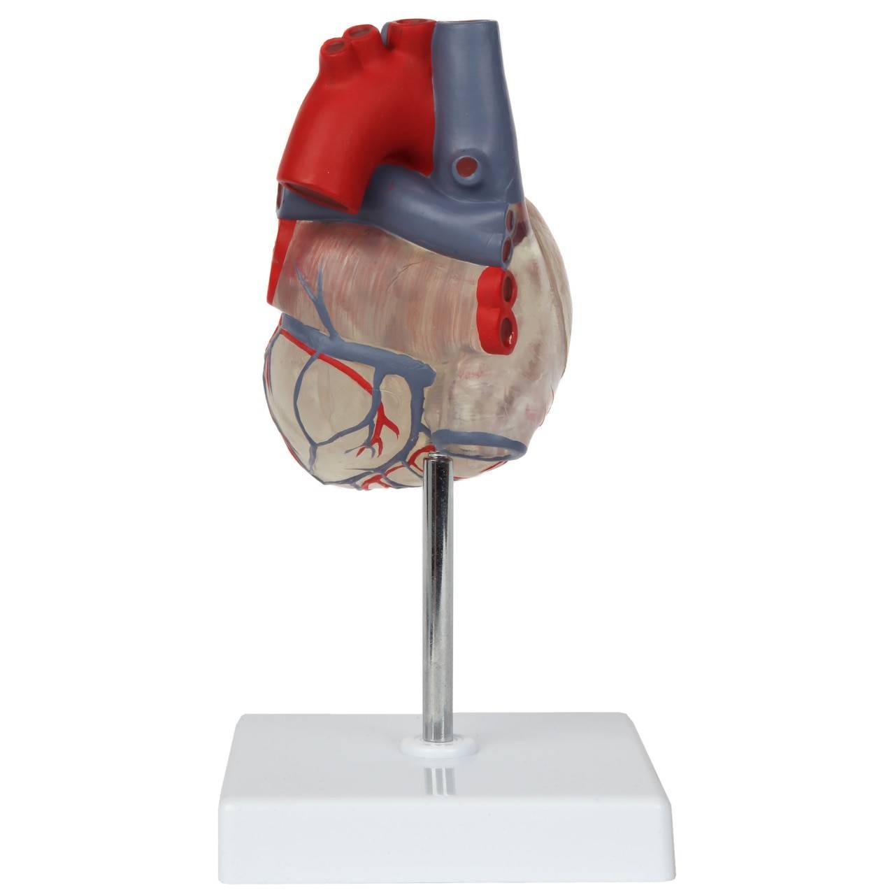 洋楽 SHAPE OF HEART, SHAPE OF HUMAN 洋楽 SHAPE OF HEART, SHAPE OF HUMAN Shape Of Heart, Shape Of