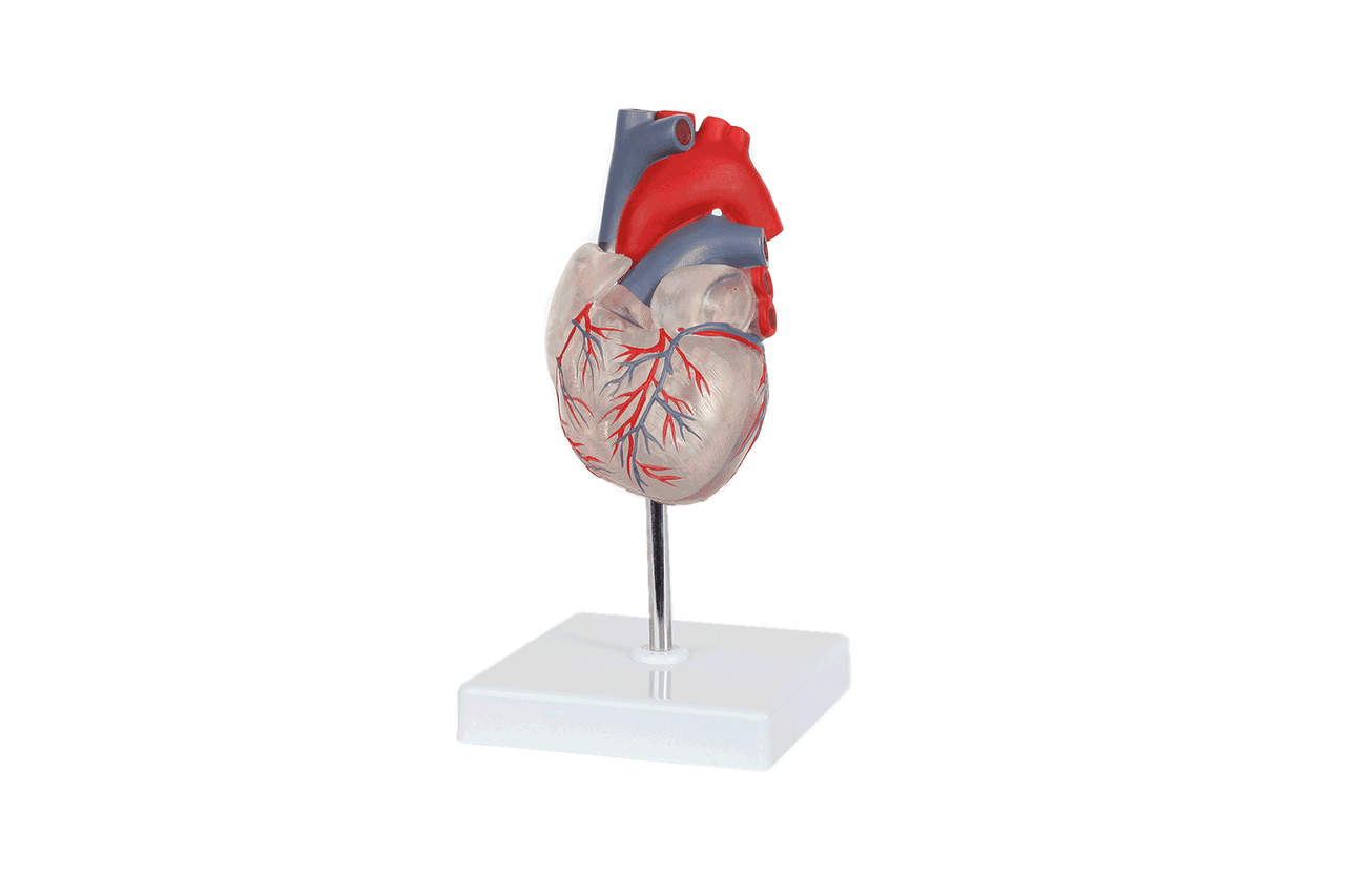 Axis Scientific Deluxe Life-Size 2-Part Transparent Human Heart Anatomy Model 360-degree animated GIF view.