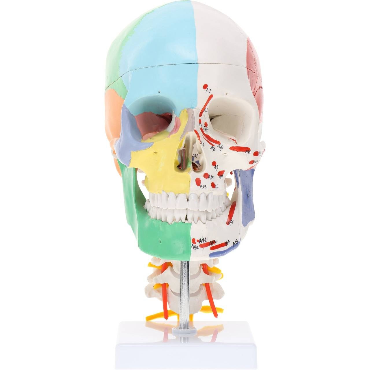 Axis Scientific Life-Size Half-Didactic Half-Muscle Painted Skull