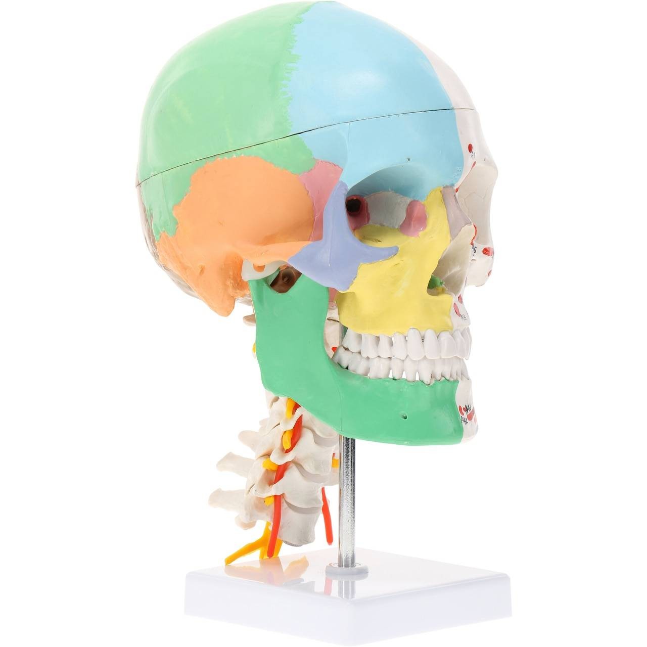 YM Axis Scientific Life-Size Half-Didactic Half-Muscle Painted Skull