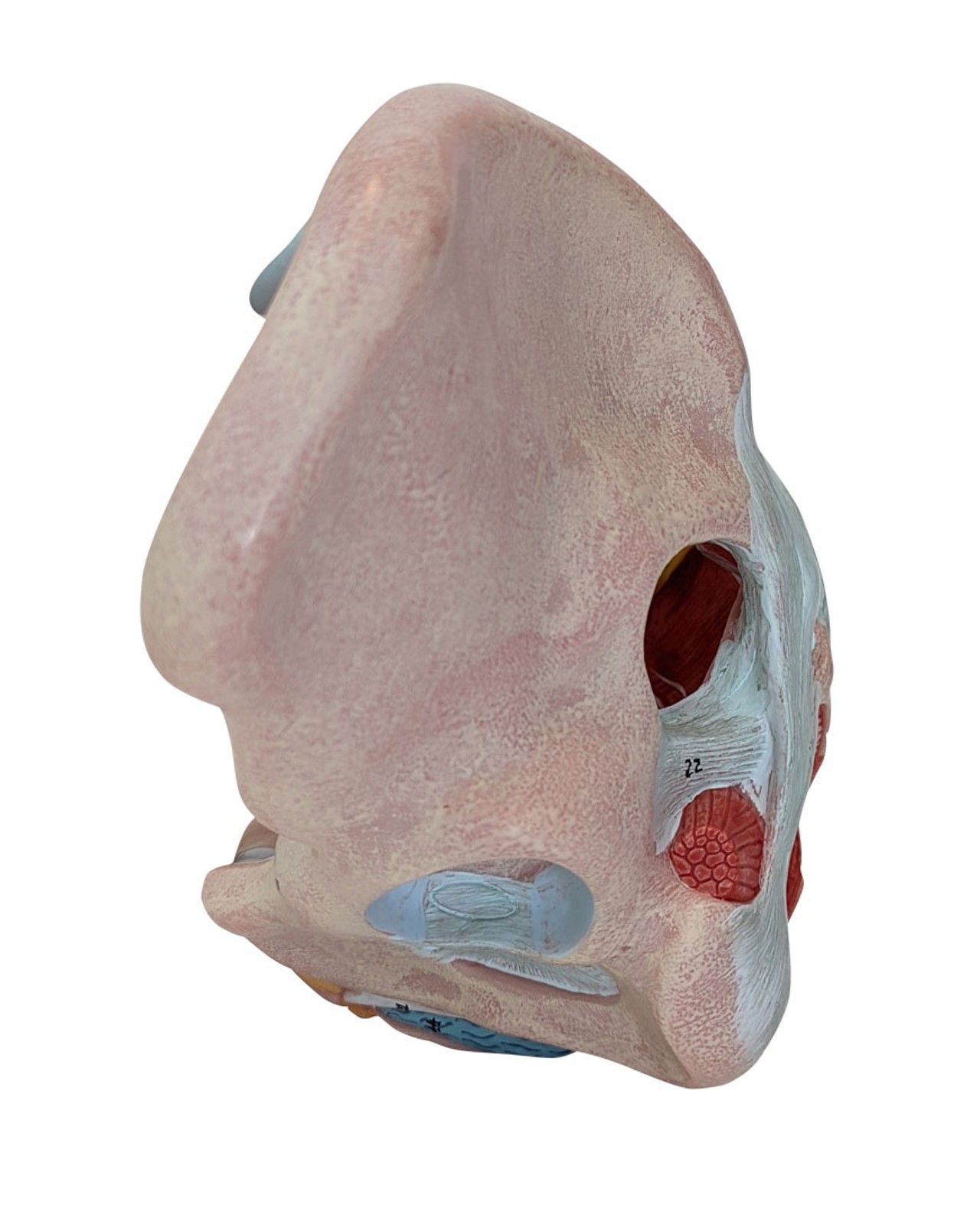 Axis Scientific Female Pelvic Floor with Muscles, Ligaments, and Nerves Anatomy Model