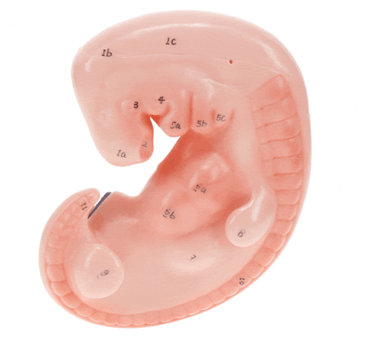 Axis Scientific Enlarged 1 Month Old Human Fetus Anatomy Model