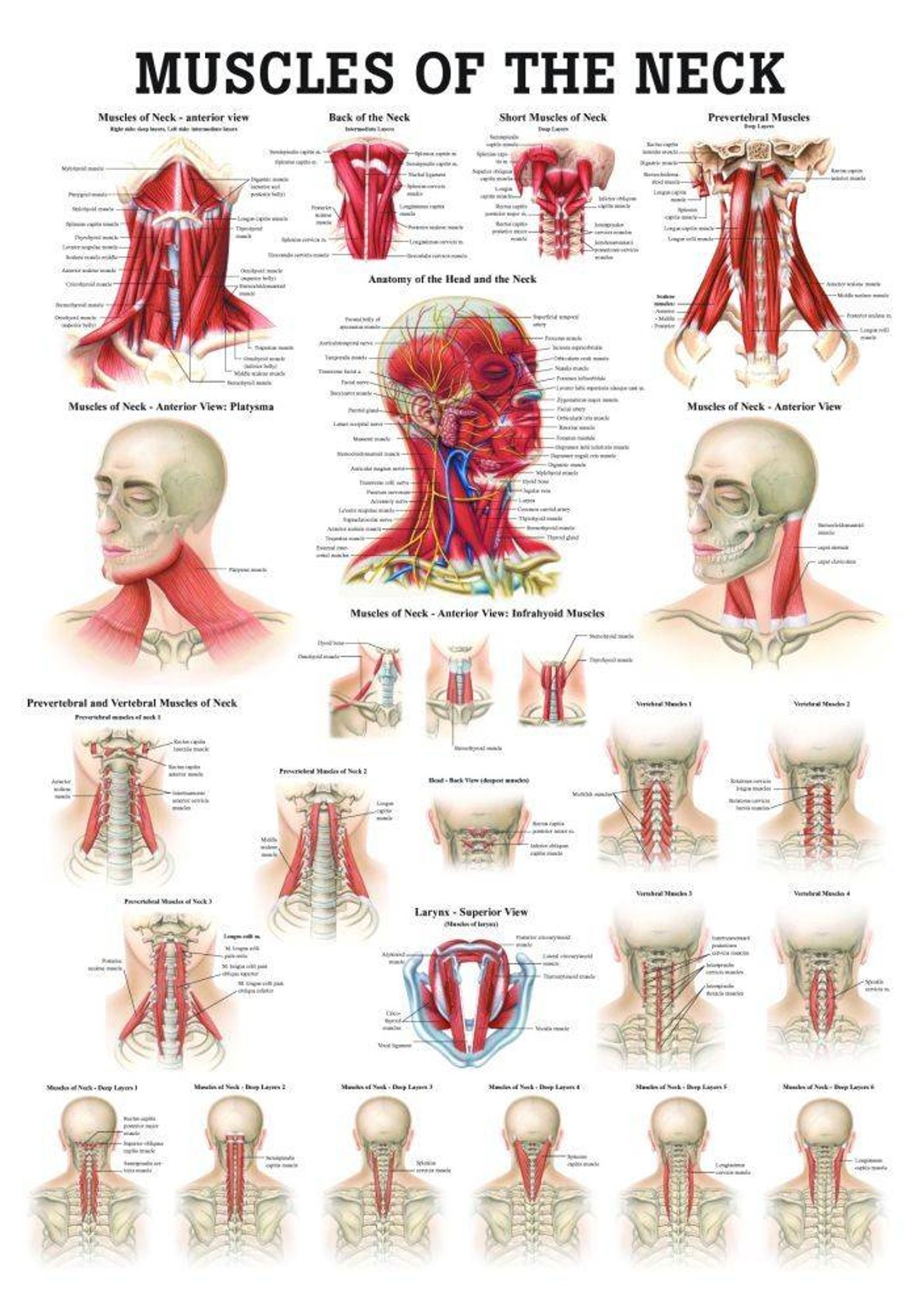 Muscles of the Neck Laminated Chart