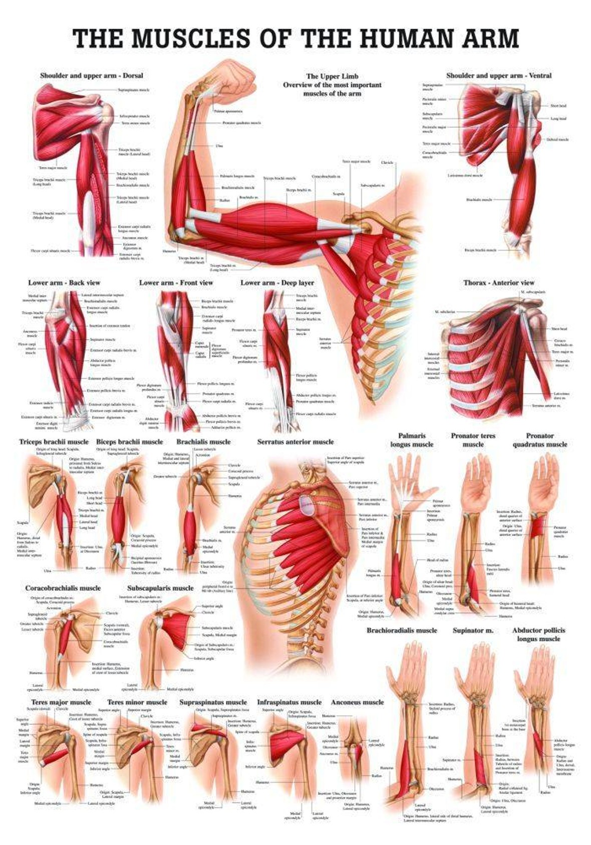 Muscles of the Arm Laminated Chart