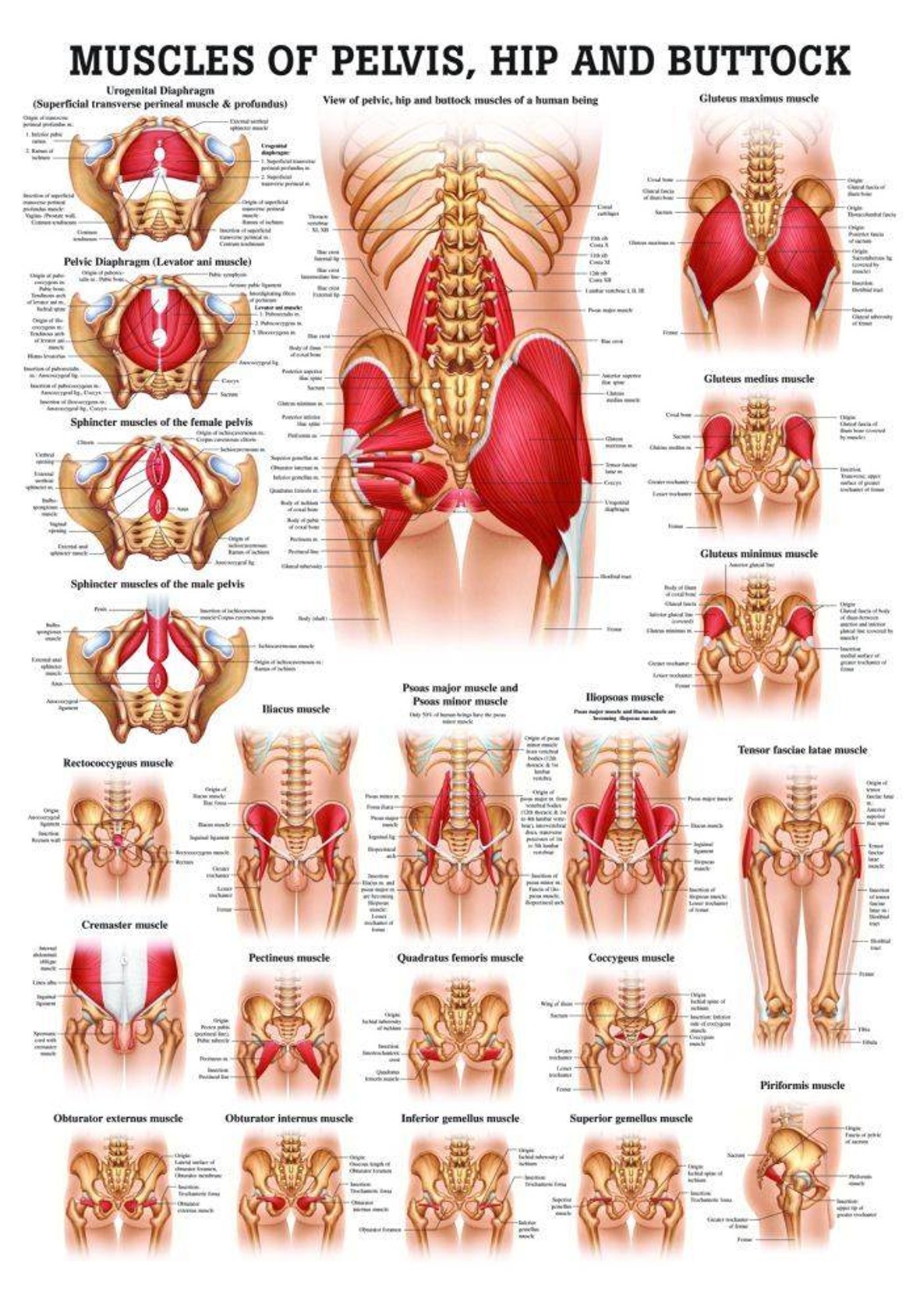 Muscles of the Pelvis, Hip, & Buttock Laminated Chart